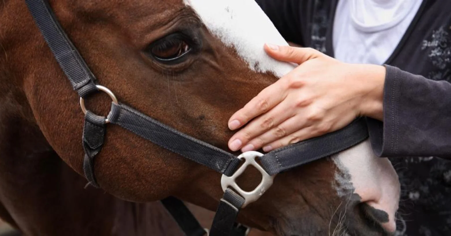 Formation d'Ostéopathie animale Urmatt